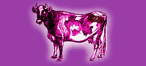 Purple Cow